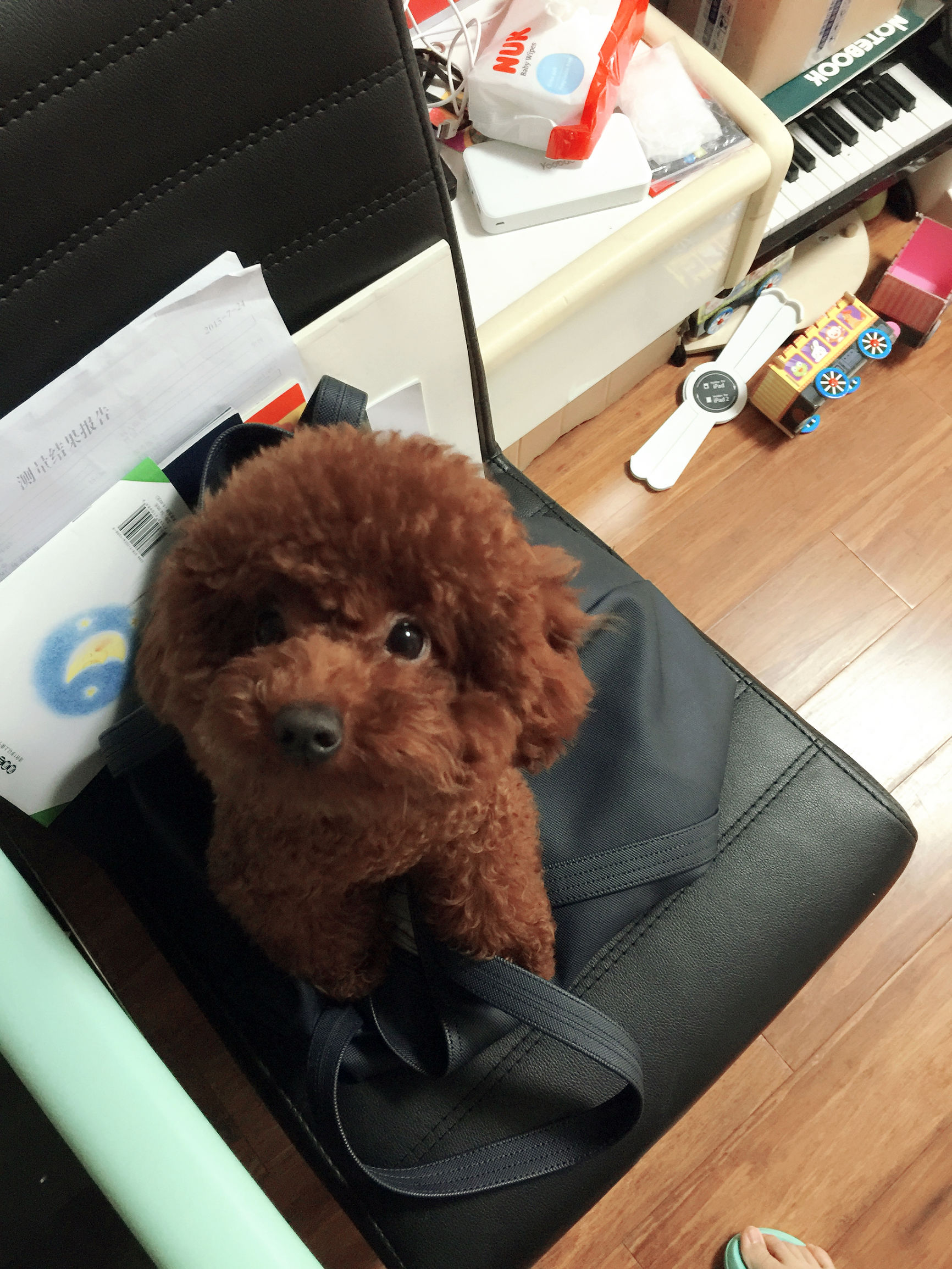 养一只纯种泰迪犬,一只纯种泰迪犬能有多聪明