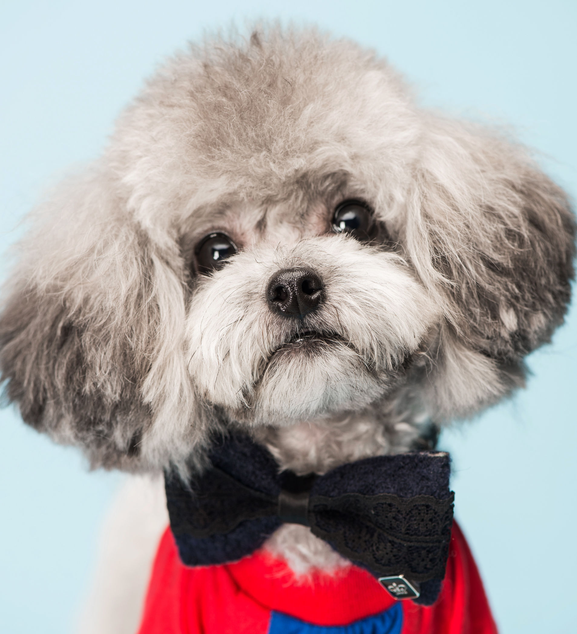 养一只纯种泰迪犬,一只纯种泰迪犬能有多聪明