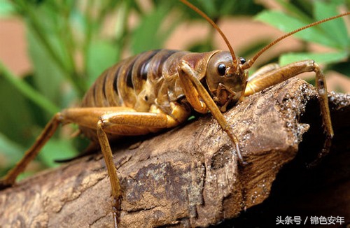 世界上咬人最痛的十大昆虫,世上最可怕的六种虫子还是吸血虫