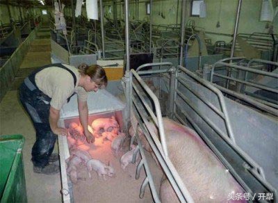 仔猪断奶后怎么管理,外购仔猪饲养管理