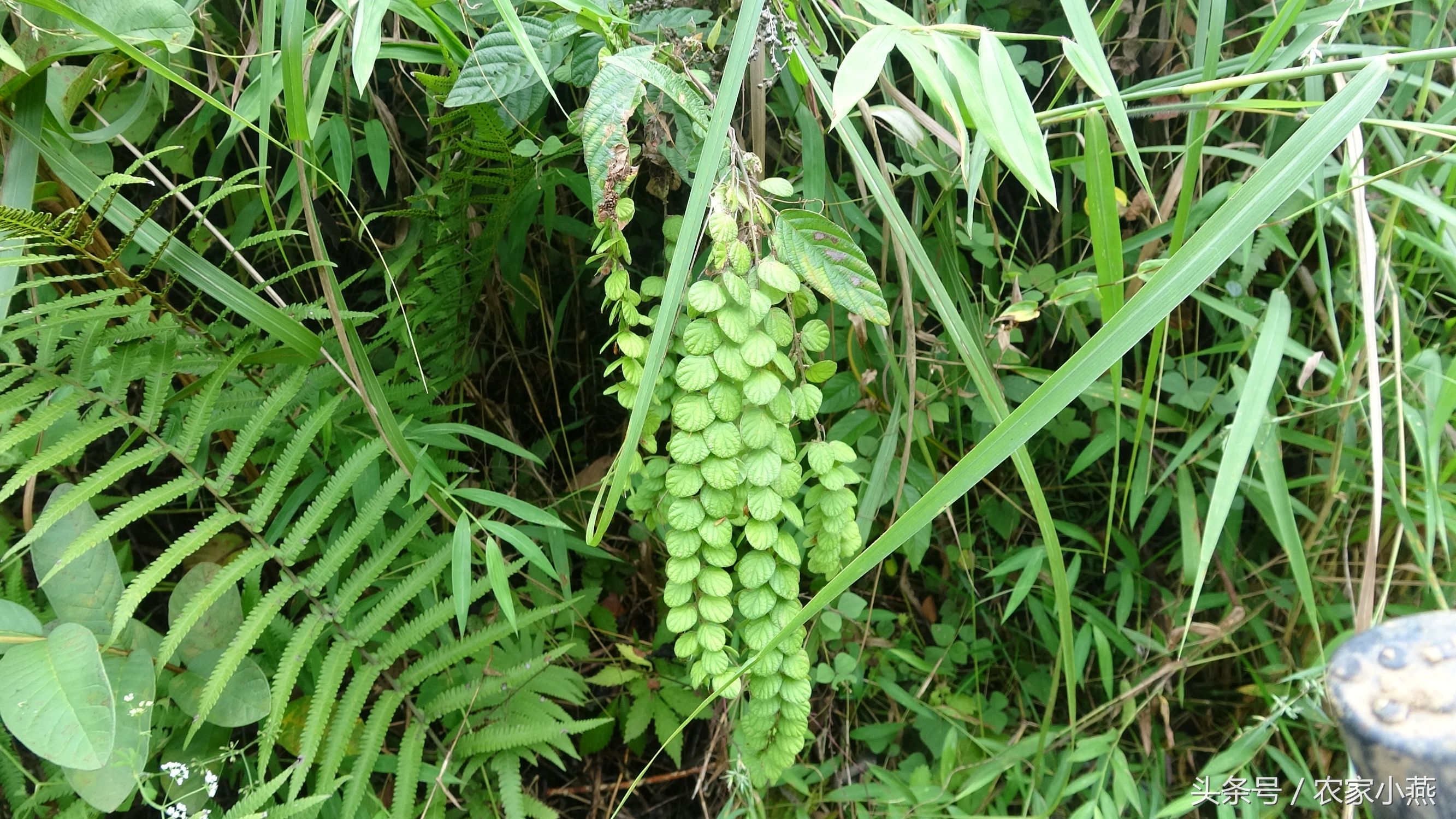 农村才有的野菜你认识几样,农村里的东西你认识吗