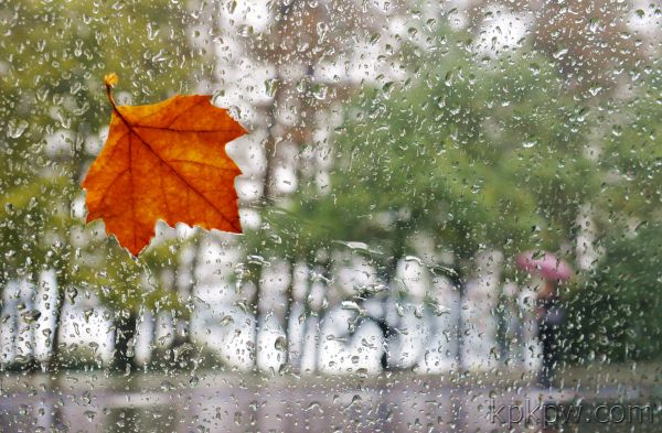 捡到一片落叶写上秋的思绪,拾起一片落叶便将秋天捧在手中