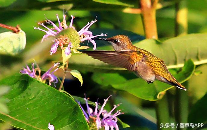 爱上管香蜂草，只因迷恋佛手柑的甜美