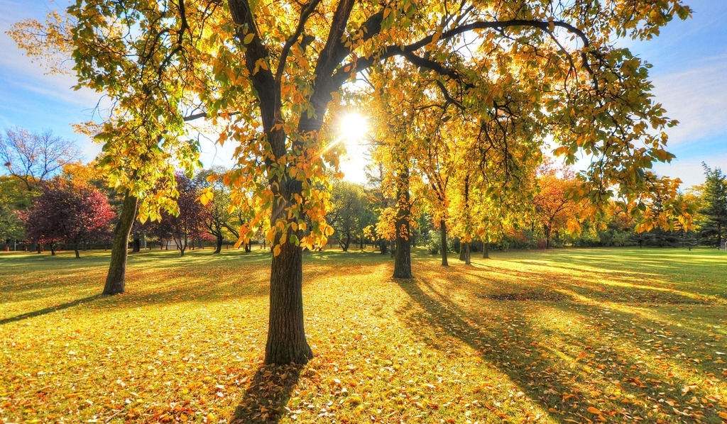 捡到一片落叶写上秋的思绪,拾起一片落叶便将秋天捧在手中