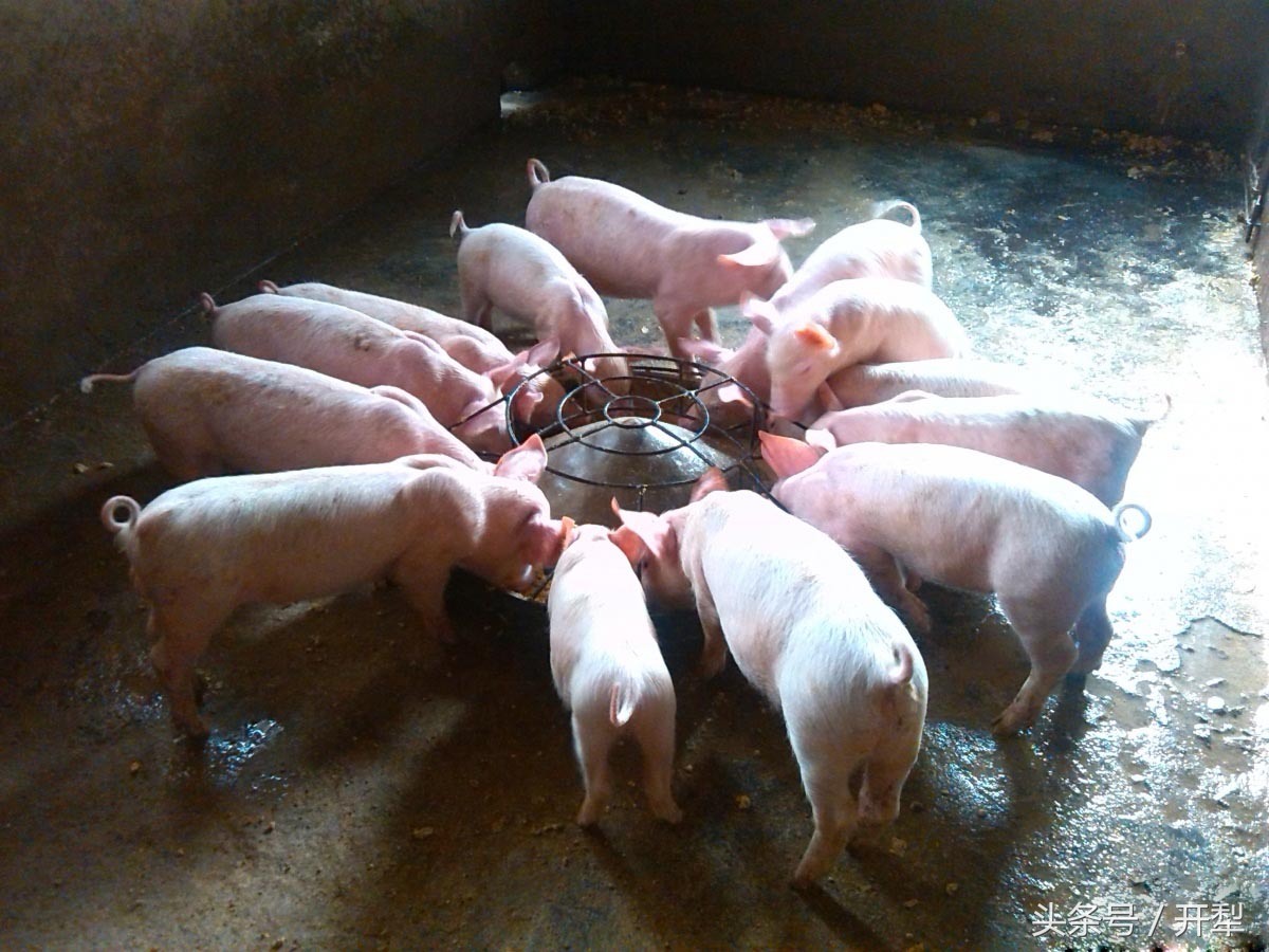 仔猪断奶后怎么管理,外购仔猪饲养管理