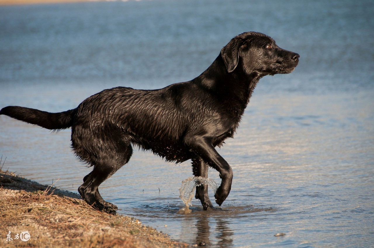 美国人爱狗爱到什么程度,美国人爱狗视频