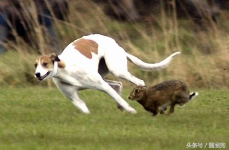 十大黑狗品种灵缇,世界名犬达克斯猎犬