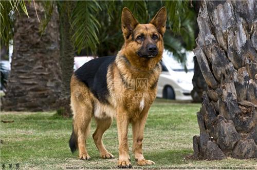 萌宠狗狗德国牧羊犬,狗狗德国牧羊犬