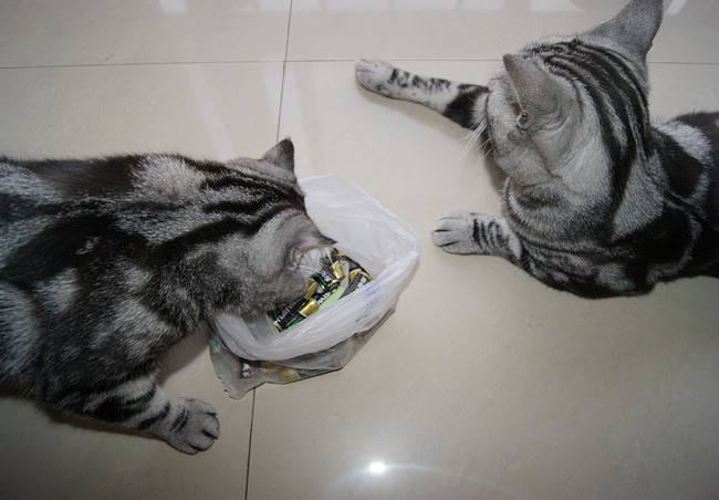 猫咪吃塑料袋缺少什么微量元素,猫咪咬塑料袋