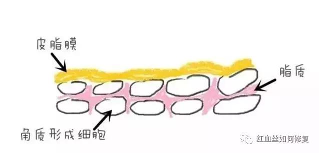 朵嘉浓晓晓敏感肌肤可以美白吗,朵嘉浓晓晓敏感肌肤能美白吗