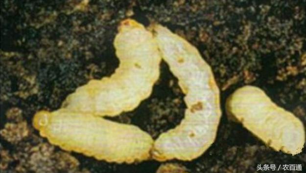 红薯蚁象怎么防治,甘薯蚁象在家怎么去除