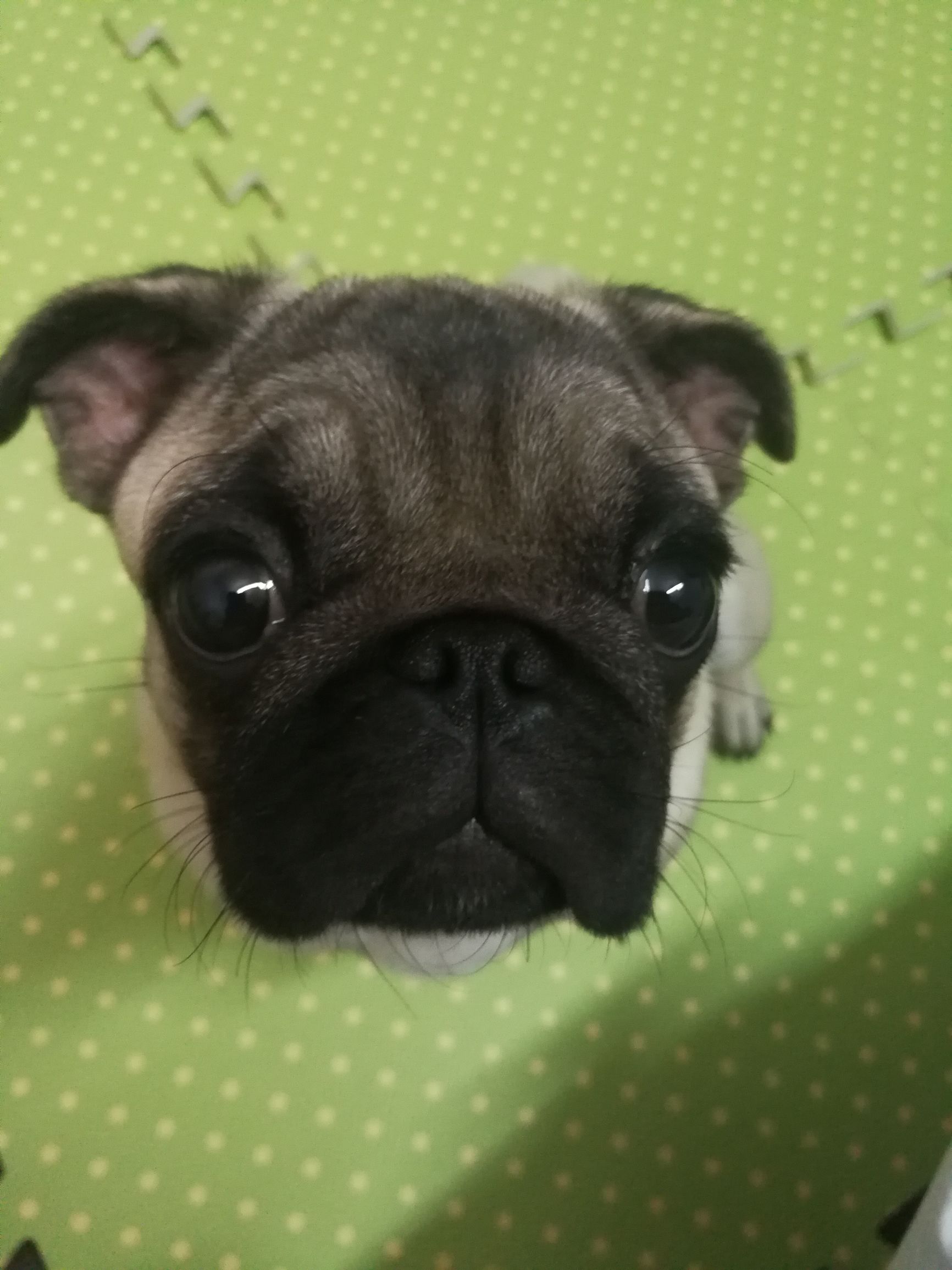 关于巴哥犬的壁纸,关于巴哥犬的打油诗