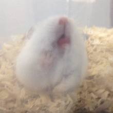 月饼吃怕了？这里有仓鼠饼哦！