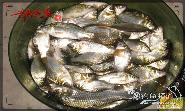 夜钓继续过小瘾，回家煲煲爱心粥