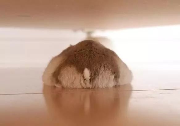 月饼吃怕了？这里有仓鼠饼哦！