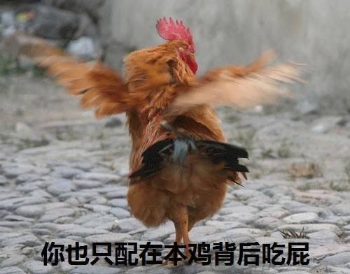 中国吃鸡最多的省份,中国吃鸡哪家强