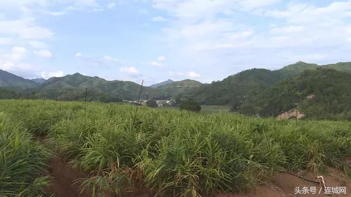 龙岩连城姑田：生姜喜获丰收特点种植助农户增收