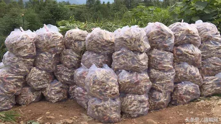 龙岩连城姑田：生姜喜获丰收特点种植助农户增收