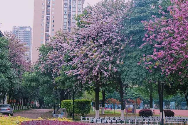 柳州市第十二中学农志勋,柳州市第十二中学许尧