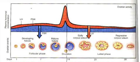 安全期会怀孕么,安全期会怀孕吗几天着床