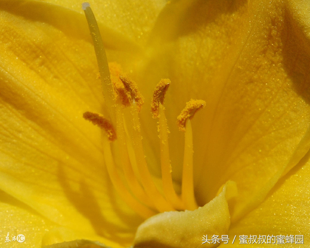 破壁蜂花粉不破壁,破壁蜂花粉哪卖的呀