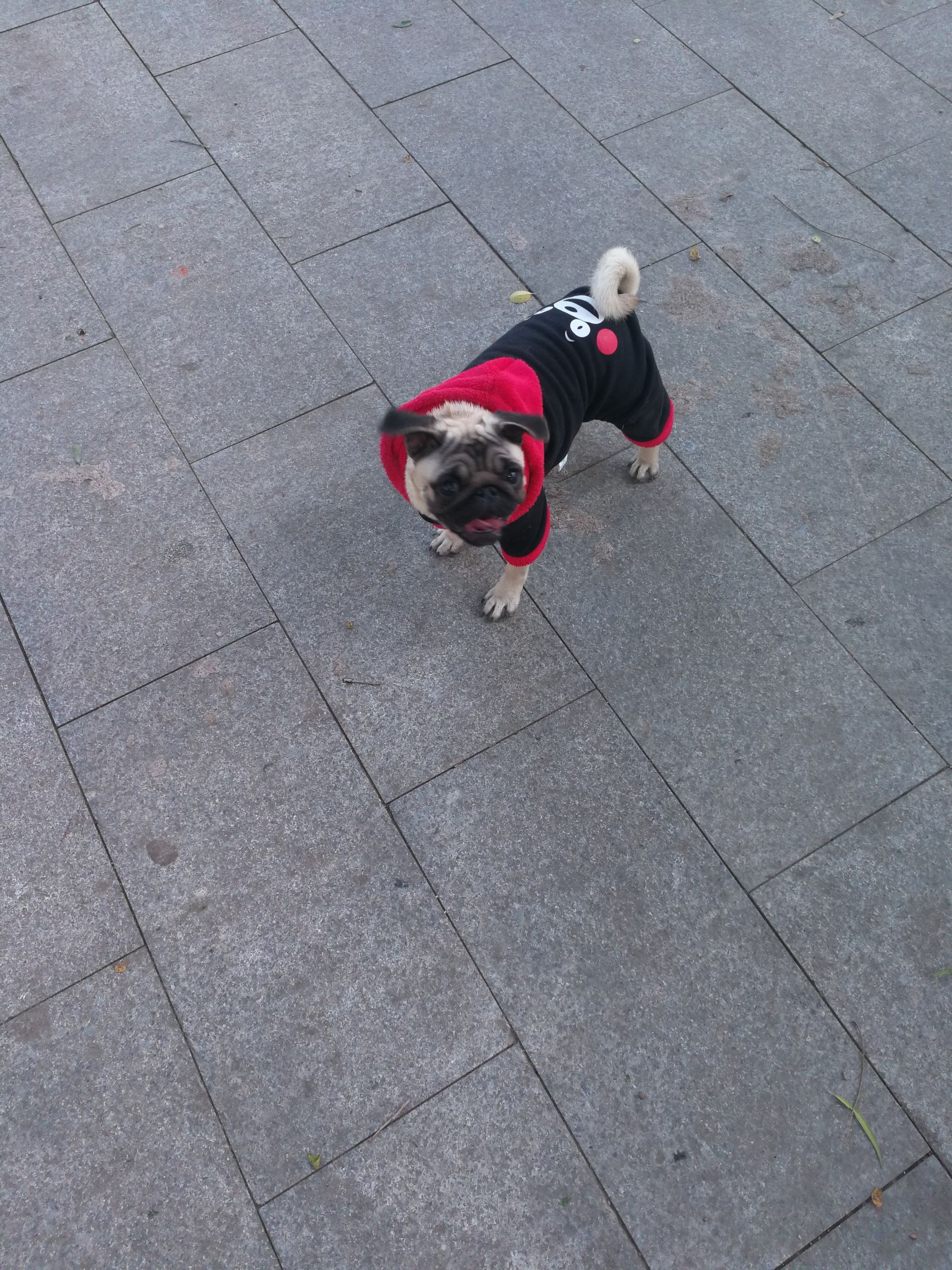 关于巴哥犬的壁纸,关于巴哥犬的打油诗