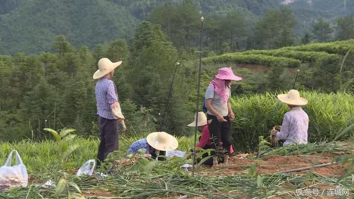 龙岩连城姑田：生姜喜获丰收特点种植助农户增收