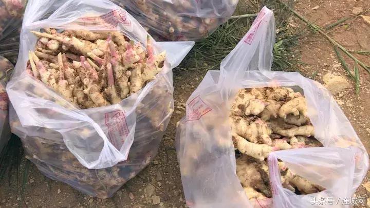 龙岩连城姑田：生姜喜获丰收特点种植助农户增收