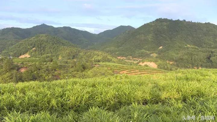 龙岩连城姑田：生姜喜获丰收特点种植助农户增收