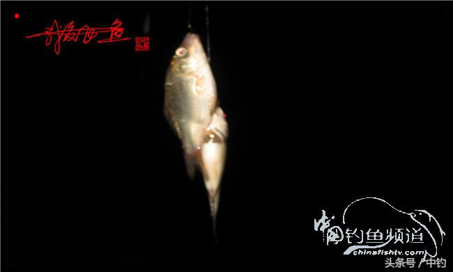 夜钓继续过小瘾，回家煲煲爱心粥