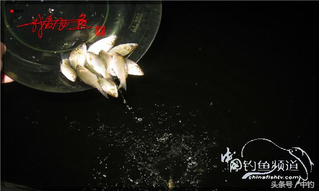 夜钓继续过小瘾，回家煲煲爱心粥