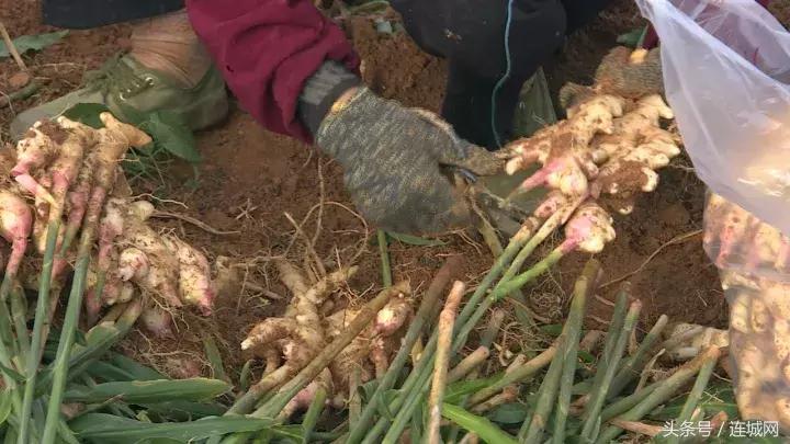 龙岩连城姑田：生姜喜获丰收特点种植助农户增收