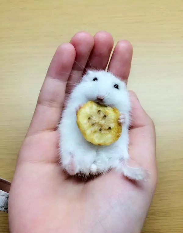 月饼吃怕了？这里有仓鼠饼哦！