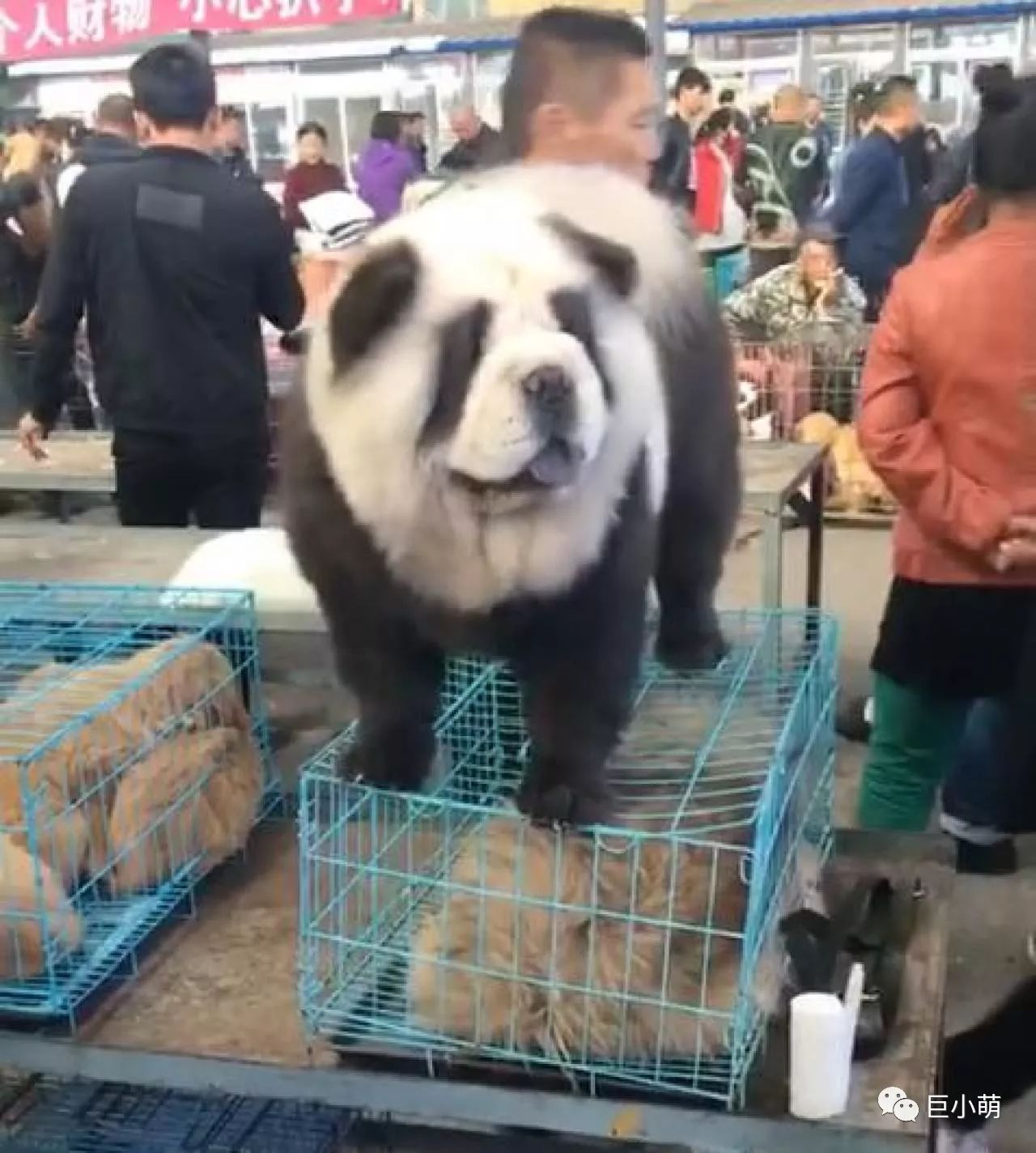 1000块买熊猫,三千块钱买熊猫