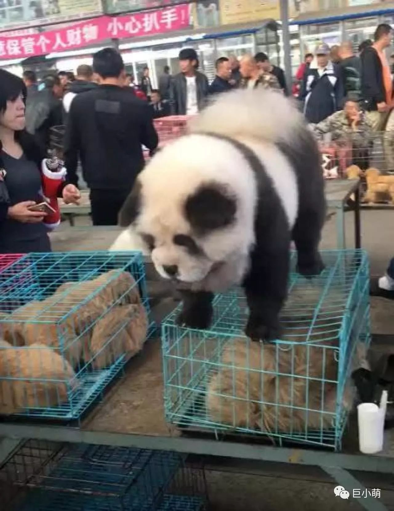 1000块买熊猫,三千块钱买熊猫