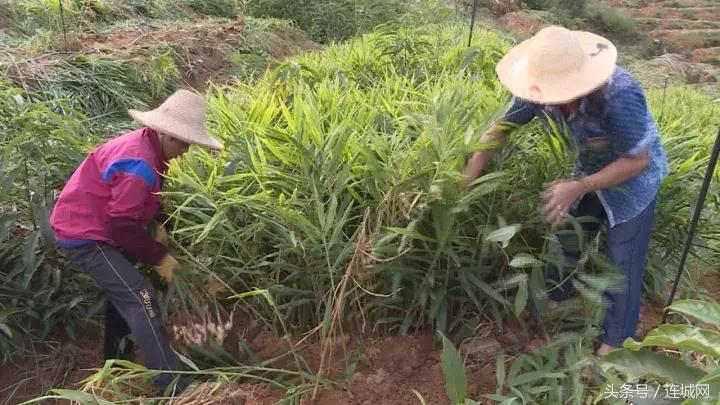 龙岩连城姑田：生姜喜获丰收特点种植助农户增收