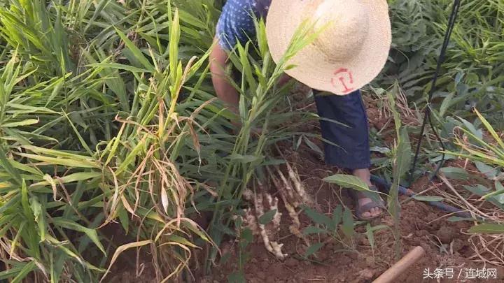 龙岩连城姑田：生姜喜获丰收特点种植助农户增收