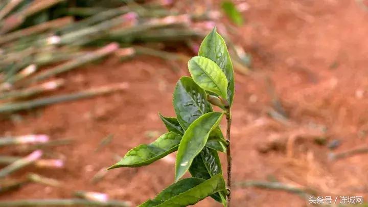 龙岩连城姑田：生姜喜获丰收特点种植助农户增收