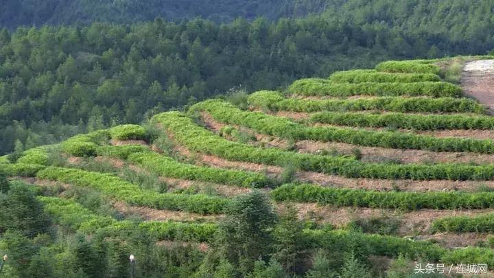 龙岩连城姑田：生姜喜获丰收特点种植助农户增收