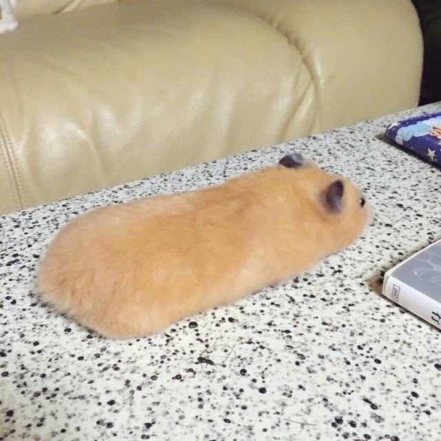 月饼吃怕了？这里有仓鼠饼哦！