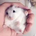 月饼吃怕了？这里有仓鼠饼哦！