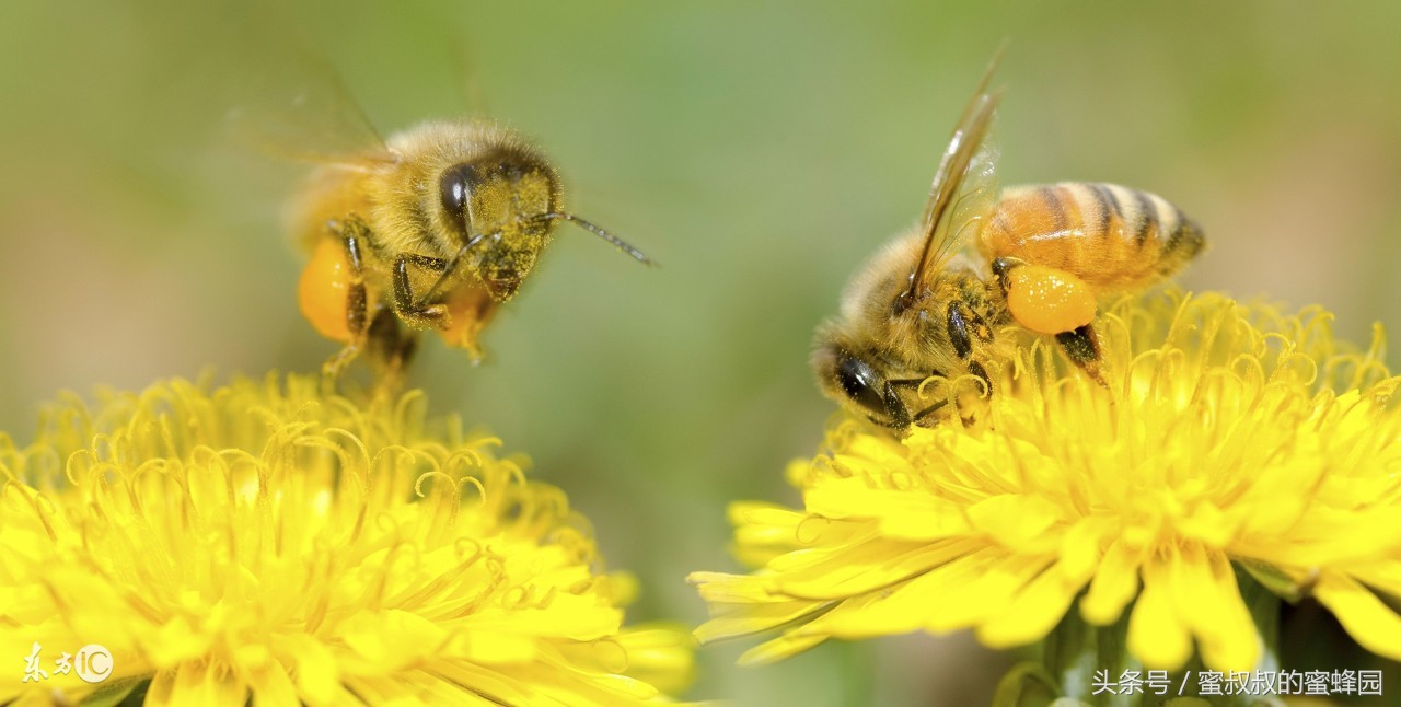 破壁蜂花粉不破壁,破壁蜂花粉哪卖的呀