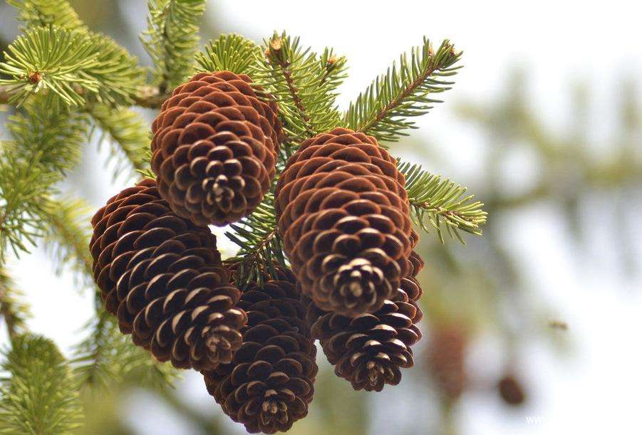 螺旋宇宙的奥秘,螺旋的未解之谜