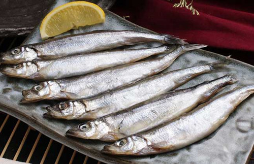 这种鱼一直都在“姐弟恋”，日本人捕捞它却不是为了吃鱼肉