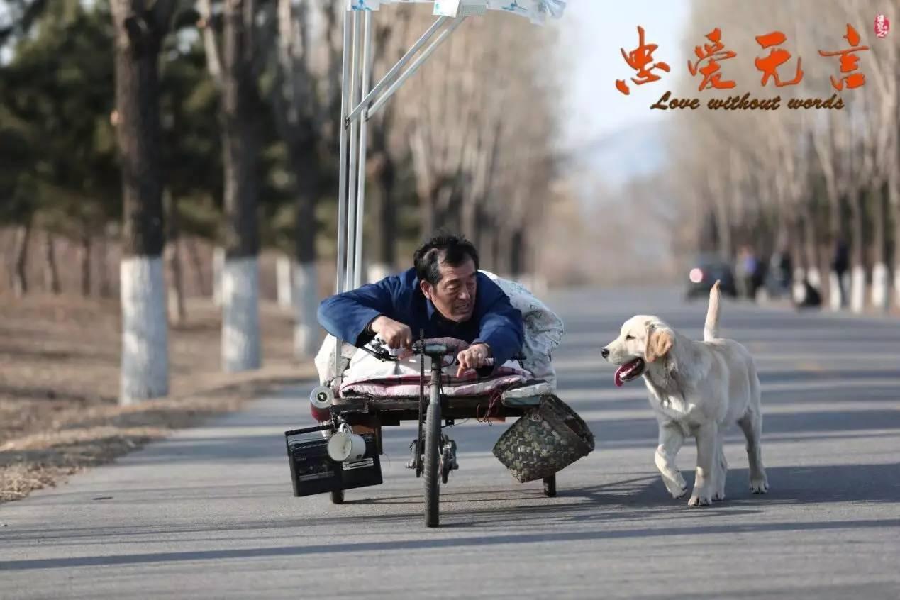 关于忠犬的9部电影推荐，看看有没有你家“那位”的影子