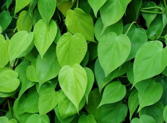 耐阴耐旱好养的室内盆栽,十大公认最好闻的盆栽