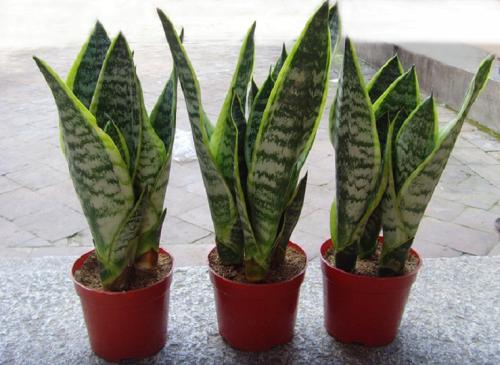 耐阴耐旱好养的室内盆栽,十大公认最好闻的盆栽