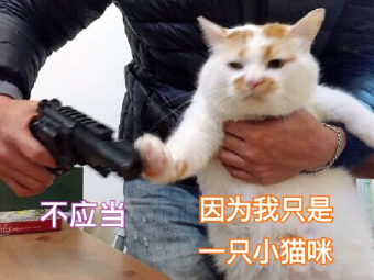 最近很火的猫咪表情包的猫叫什么,最近很火的猫表情包是什么品种的