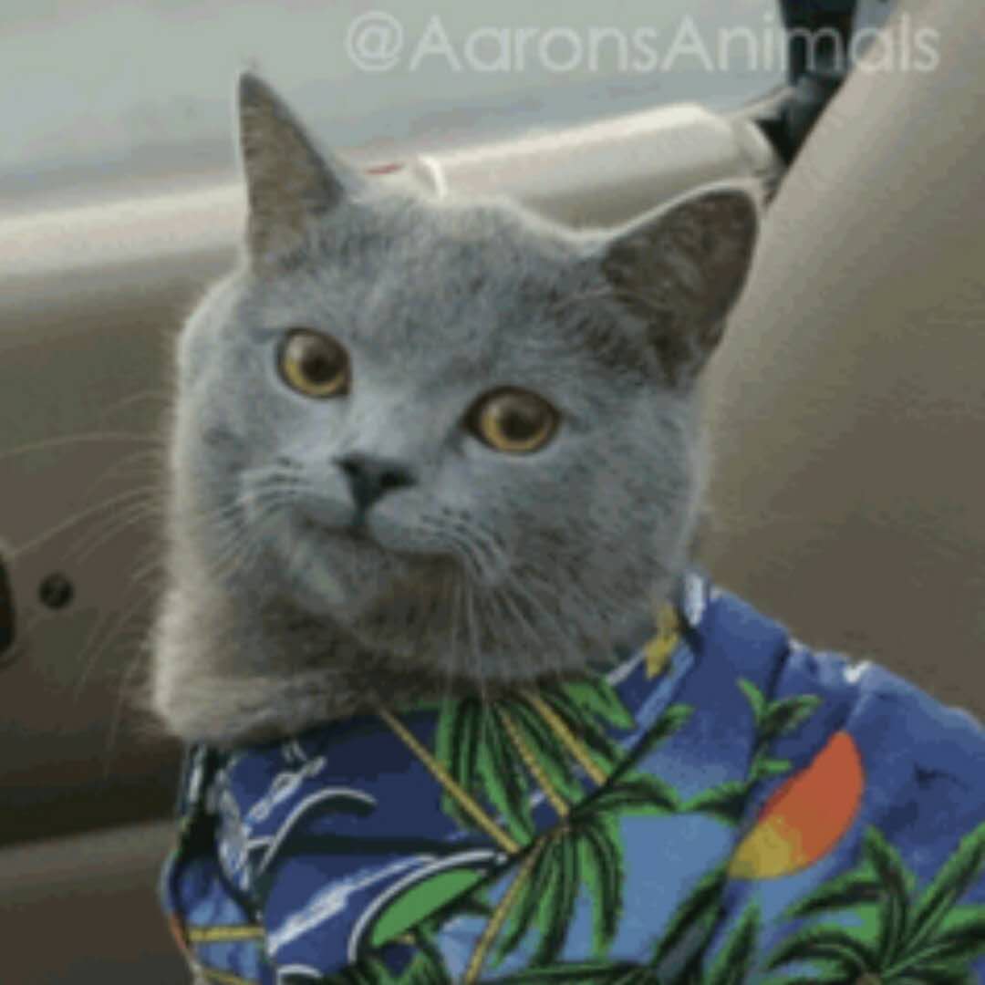 最近很火的猫咪表情包的猫叫什么,最近很火的猫表情包是什么品种的