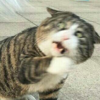 最近很火的猫咪表情包的猫叫什么,最近很火的猫表情包是什么品种的